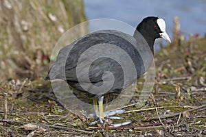 Common Coot