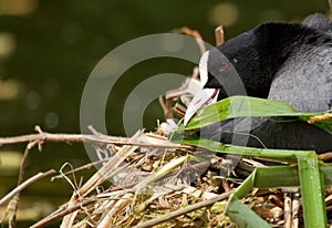 A common coot