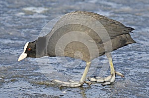 Common Coot