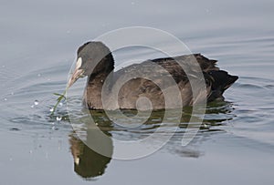 Common coot