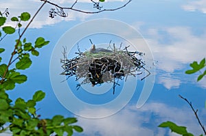 Common coot bird nest on water Fulica Atra