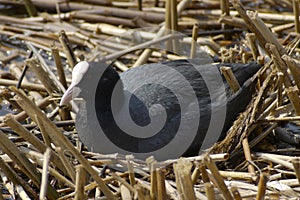 Common Coot (Fulica atra)