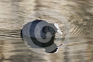 Common Coot - Fulica atra