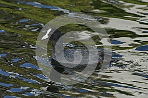 Common Coot - Fulica atra