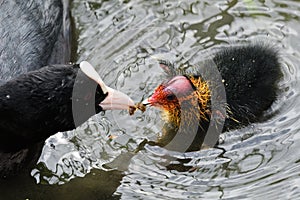 Common coot fulica atra photo