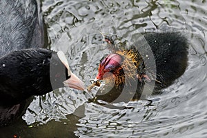 Common coot fulica atra photo