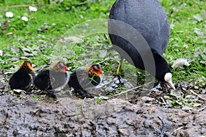 Common coot fulica atra photo