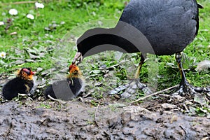 Common coot fulica atra photo
