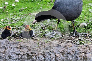 Common coot fulica atra photo