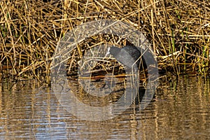 Common coot fulica atra at dawn in the Marshes of the Ampurdan photo