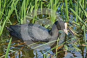 Common Coot (Fulica atra) looking for food near a thicket of young cattails