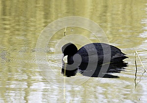 A Common Coot - Fulica atra- On A Marshland Mere