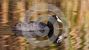 Common Coot
