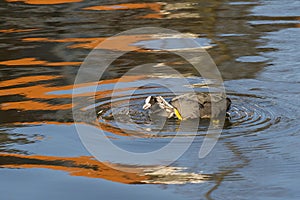 Common Coot scratching itself with it`s foot photo