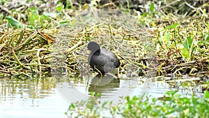 Common Coot migration birds in Thailand and Southeast Asia.