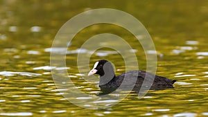 Common Coot sitting on the water.