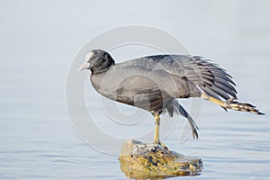 A Common Coot stretching