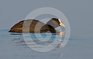 Common coot