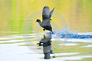 Common coot