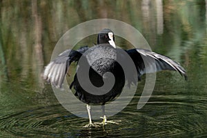 Common coot with wings spread out