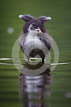Common Coot