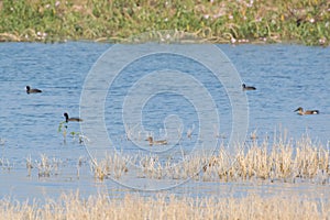 Common Coots Common Teal and Northern Shoveler