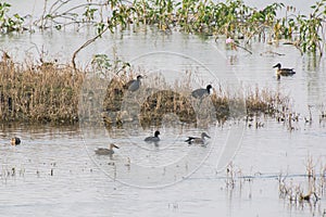 Common Coots and Migratory Ducks