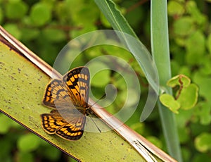 Common Copper butterfly photo