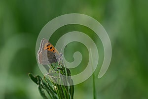 Common copper butterfly macro close up resting on a plant