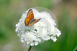Common Copper butterfly photo