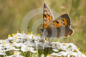 Common copper (Lycaena phlaeas)