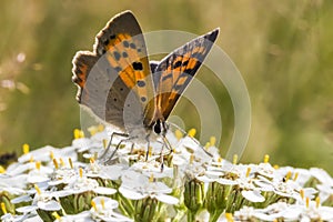 Common copper (Lycaena phlaeas)