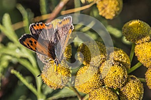 Common copper (Lycaena phlaeas)