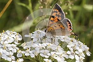 Common copper (Lycaena phlaeas)
