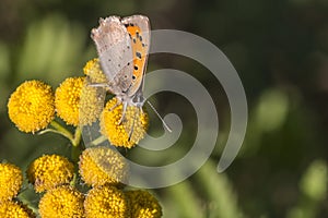 Common copper (Lycaena phlaeas)