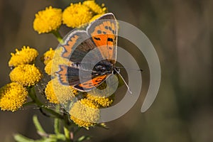 Common copper (Lycaena phlaeas)
