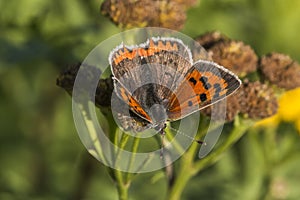 Common copper (Lycaena phlaeas)