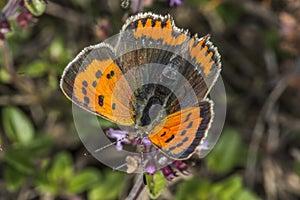 Common copper (Lycaena phlaeas)