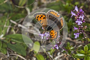 Common copper (Lycaena phlaeas)