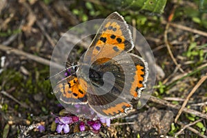 Common copper (Lycaena phlaeas)