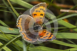 Common copper (Lycaena phlaeas)