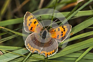 Common copper (Lycaena phlaeas)