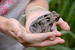 Common coqui - Eleutherodactylus coqui Frog photo