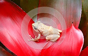 a common coqui sitting on a red bromeliad photo