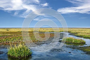 Salt Marsh at North Sea,Wattenmeer National Park,Germany photo