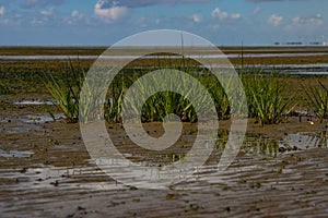 Common cordgrass during low tide, also called Spartina anglica or Salz Schlickgras photo