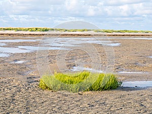 Common cordgrass, Spartina anglica, growing on tidal flat near beach of nature reserve Boschplaat, Terschelling, Netherlands