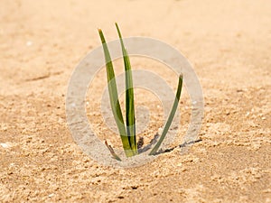 Common cordgrass, Spartina anglica, young plant on sandflat at low tide, Kwade Hoek, Goeree, Zuid-Holland, Netherlands photo