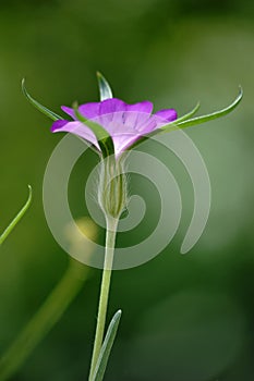 Common corn-cockle