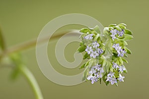 Common Cornsalad or Lambâ€™s Lettuce